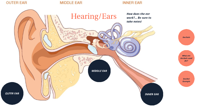 Hearing Anatomy by Gabriela Harber