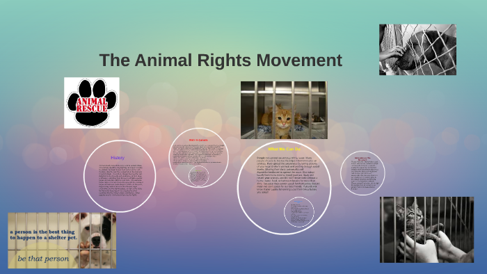 the-importance-of-animal-rights-by-veronika-feller