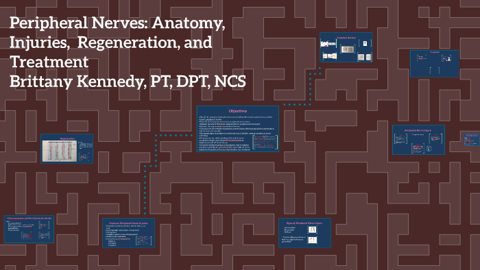 Peripheral Nerves: Review, Injuries, and Regeneration by on Prezi Next