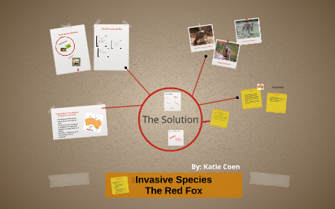 Invasive Species: The Red Fox by Katie Landing on Prezi