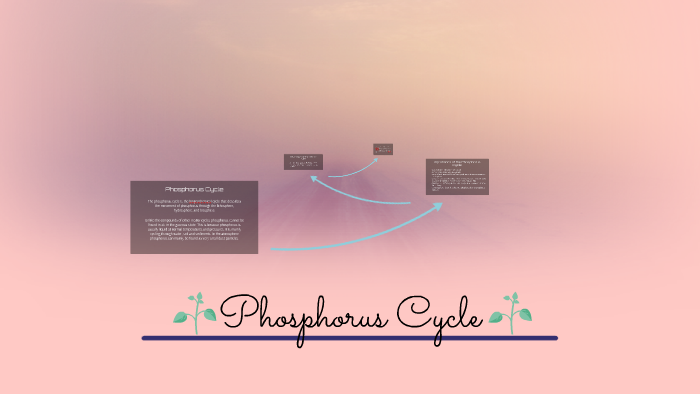 Phosphorus Cycle by angelica venus espinosa on Prezi