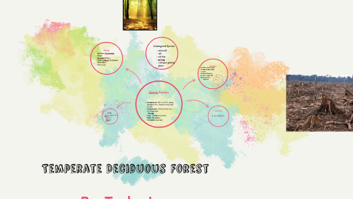 Temperate Deciduous Forest by Taylor Long on Prezi