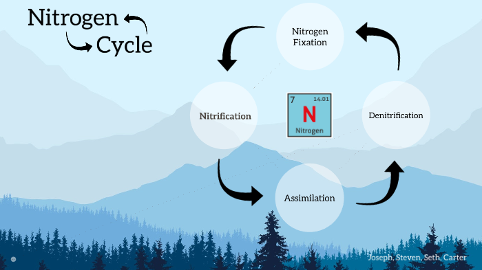 Nitrogen Cycle by Joseph Reyes on Prezi