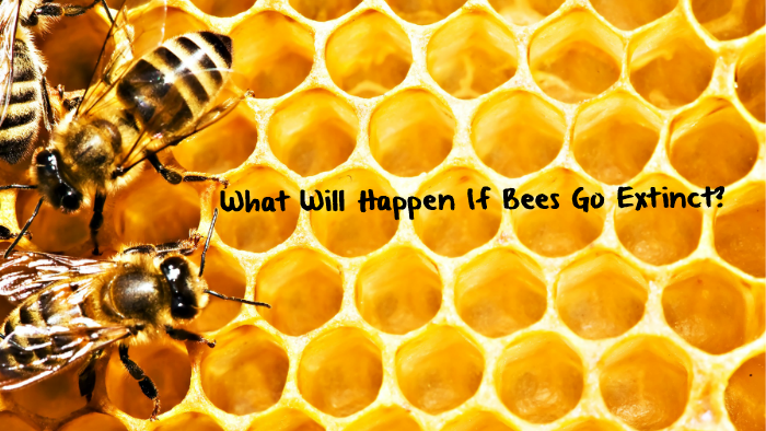 What will Happen if Bees go Extinct? by Arnica Khaton on Prezi