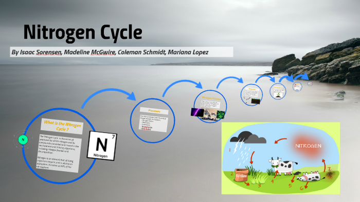 Nitrogen Cycle by Isaac Sorensen on Prezi