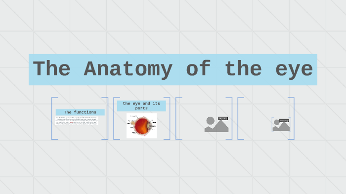 The Anatomy of the eye by blake porter on Prezi