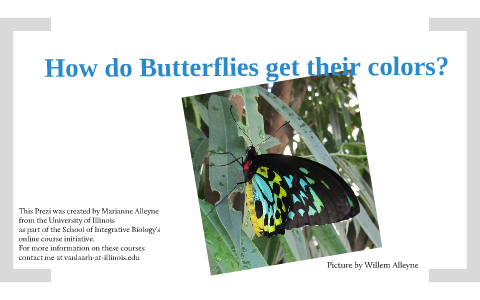How do Butterflies get their colors? by Marianne Alleyne on Prezi