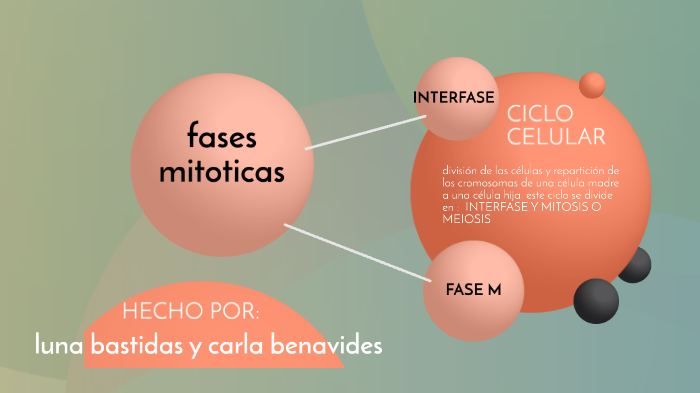 CICLO CELULAR by Carla Alejandra Benavides Reyes on Prezi