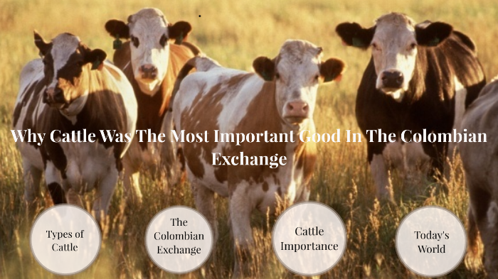 Where Did Cows Originate Columbian Exchange - All About Cow Photos