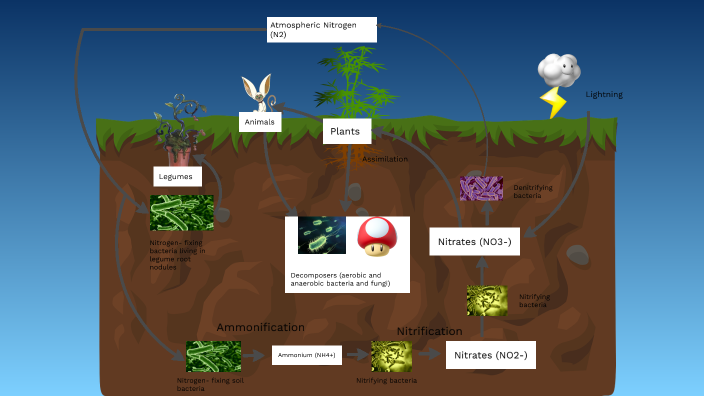Nitrogen Cycle by Zach A on Prezi