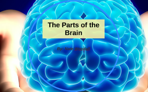 The Parts of the Brain by Nate Woodall on Prezi
