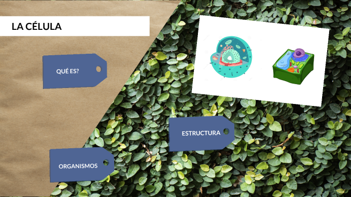 LA CELULA by Laura on Prezi