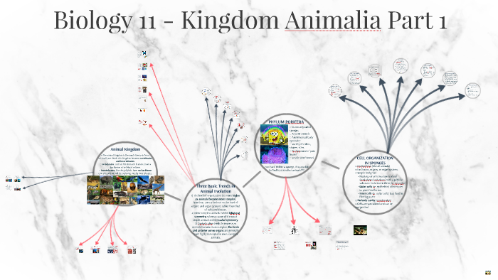 Biology 11 - Kingdom Animalia Part 1 by D Martel on Prezi