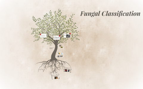 Fungal Classification: By Abby Chasomething