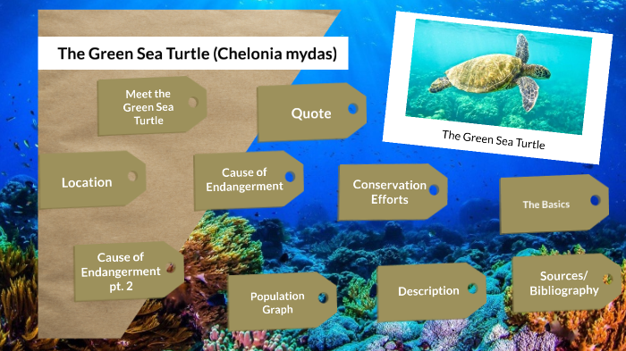 Green Sea Turtle Presentation by Anthony Korzen on Prezi