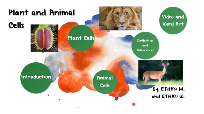 Plant and Animal Cells by Ethan Murray on Prezi