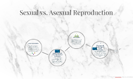 Sexual Vs Asexual Reproduction By Maeve M