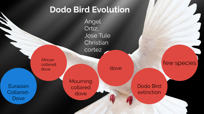 Evolution Of Dodo Bird by Angel Ortiz on Prezi