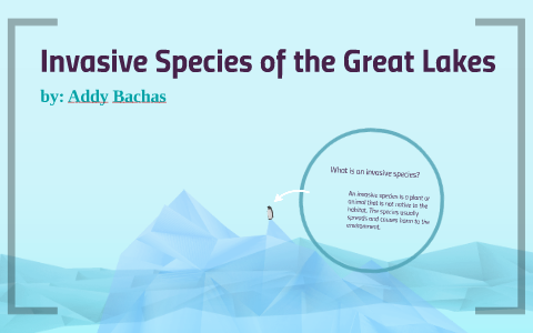 Invasive Species of the Great Lakes by Addy Bachas on Prezi