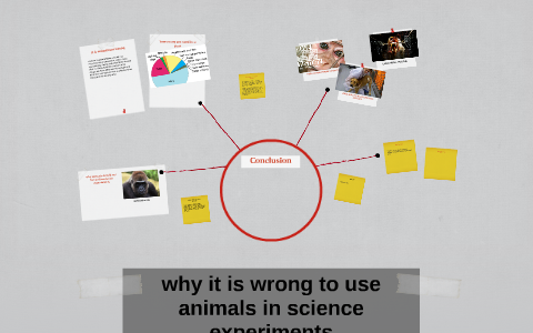 why animals should not be used in science experiments by michelle otto