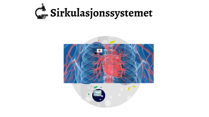 Sirkulasjonssystemet by Kirsten Bondevik on Prezi