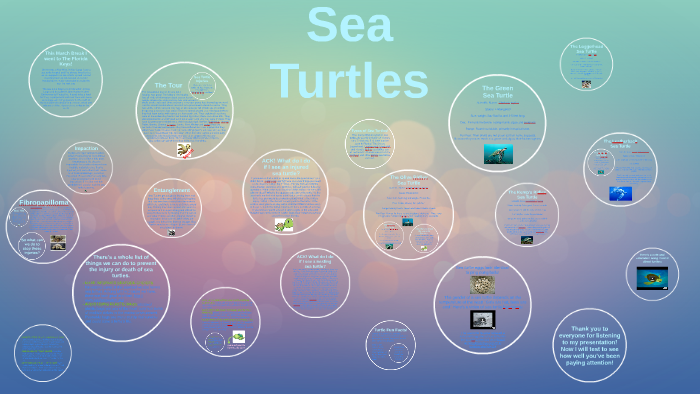 Sea Turtles by Tessa Rose Megan Johnson on Prezi