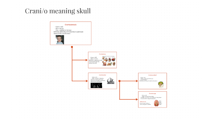 Crani/o meaning skull by Haley Millard on Prezi