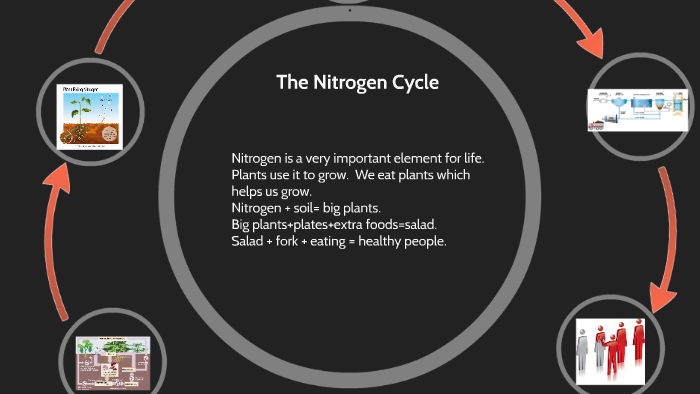 The Nitrogen Cycle by nathan schaeffer on Prezi