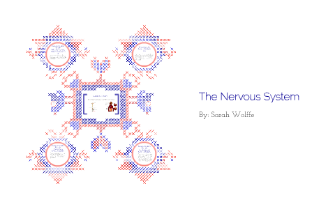 The Nervous System by on Prezi
