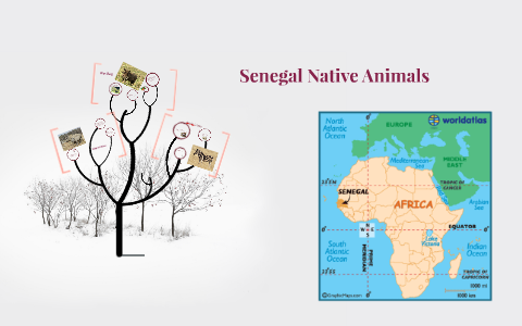 Senegal Native Animals by E C on Prezi