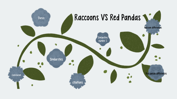 Panda Vs Racoon Raccoons VS Red Pandas by catalina alvarado on Prezi