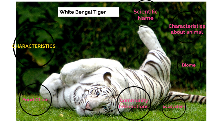 White Tiger  Encyclopedia MDPI