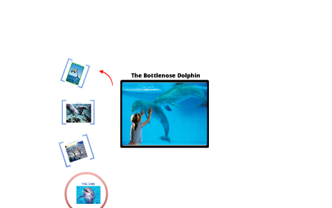 The Bottlenose Dolphin by Kayreen Cepeda on Prezi