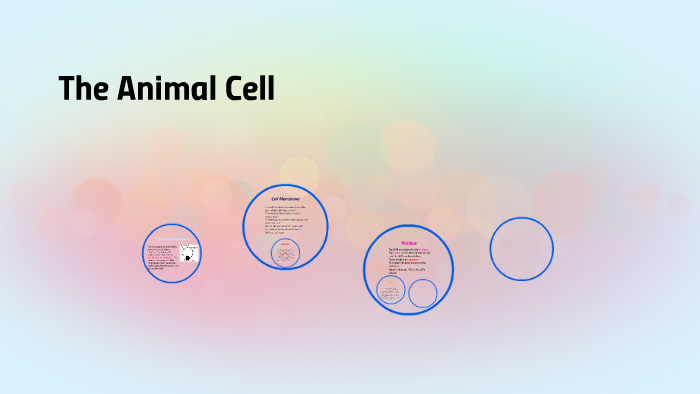 animal cell structure by erin black on Prezi