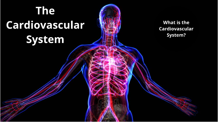 structure and function of the cardiovascular system gcse pe