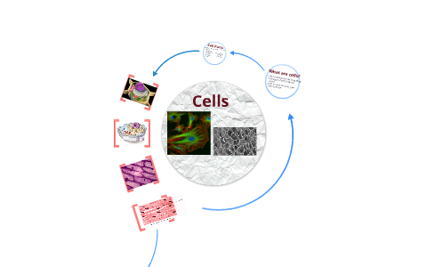 Cells by Bryan Adams on Prezi