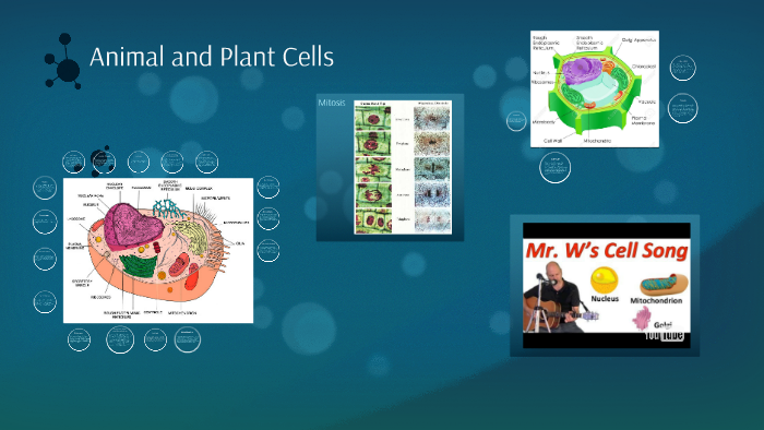 Animal and Plant Cells by Nicole Schreiber on Prezi