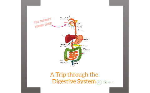 The Digestive System by on Prezi