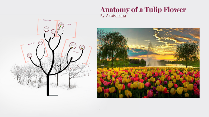 Anatomy of a Tulip Flower by Alexis Ibarra on Prezi