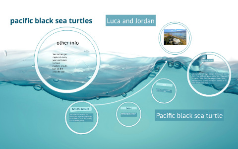 pacific black sea turtle by jordan stucker on Prezi