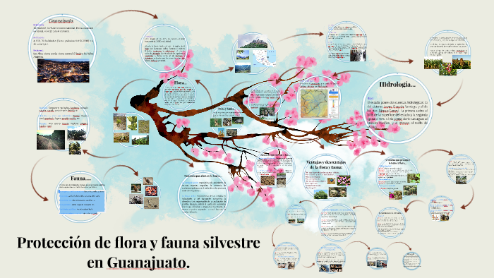 Protection de flora y fauna silvestre en Guanajuato. by Vane Ross on Prezi