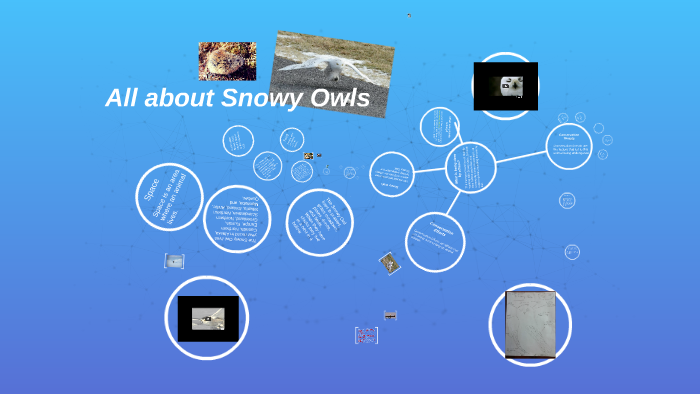 All about Snowy Owls by Maggie Bialek on Prezi