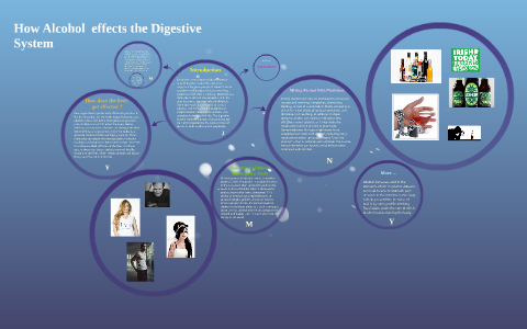 How Alcohol effects the Digestive System by yara sal on Prezi