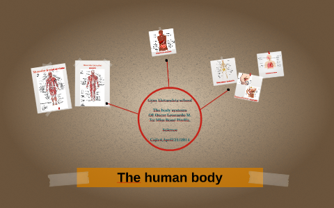 The human body by Cristián Valentín on Prezi