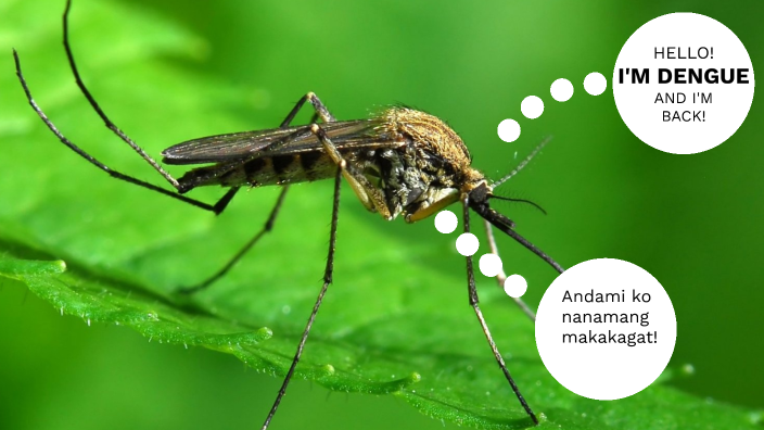 DENGUE by Michael Janrick Rivera on Prezi
