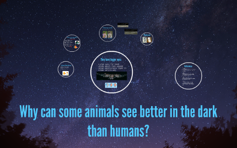 Why can some animals see better in the dark than humans? by Ly-Anne Bourque Why can some animals see better in the dark than humans? by Ly-Anne Bourque