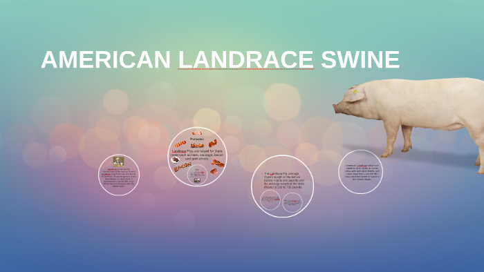 what is the american landrace used for