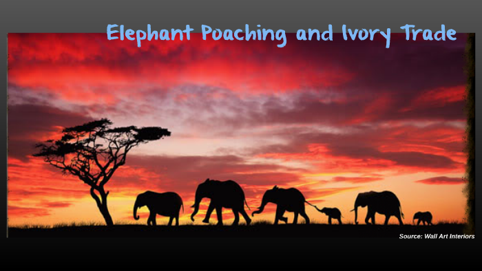 Elephant Poaching and Ivory Trade by lotta c on Prezi