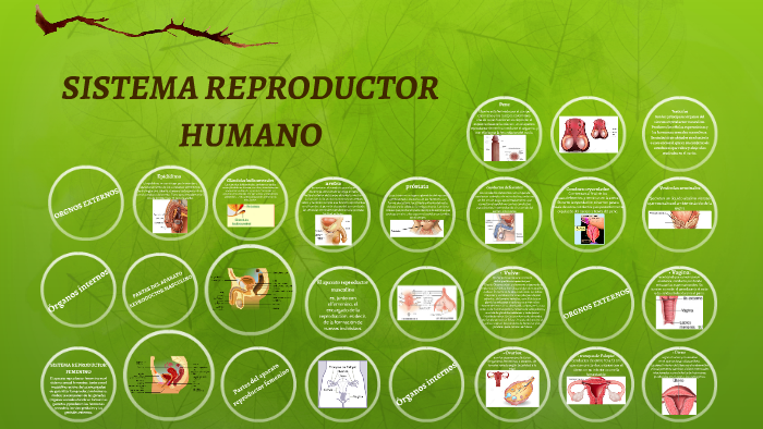 SISTEMA REPRODUCTOR HUMANO by SAMMY BG1D on Prezi