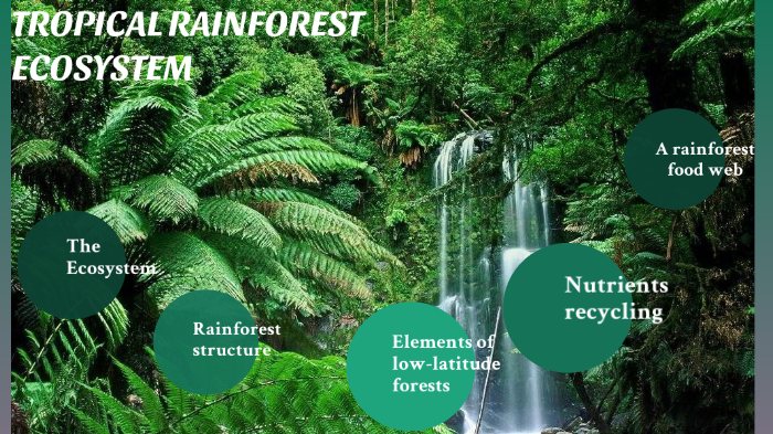 Tropical rainforest ecosystem by cecilia fiamoi on Prezi Next
